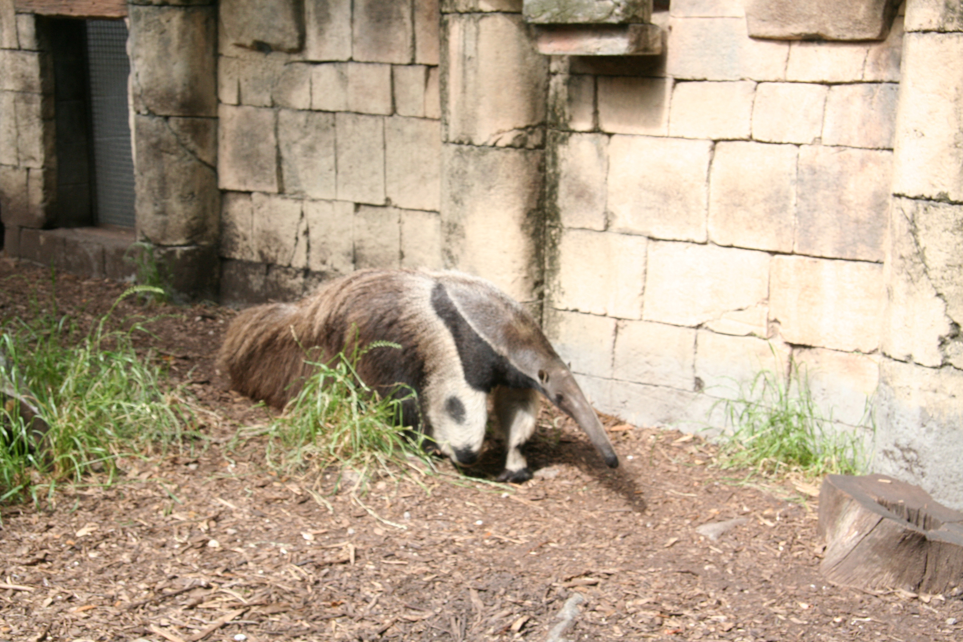 Großer Ameisenbär vor historischen Maya-Mauern/Giant anteater in front of ancient Maya walls